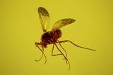 Three Fossil Flies (Diptera) In Baltic Amber #173639-1